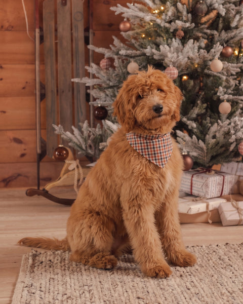 Dog Bandana Holiday Gingham