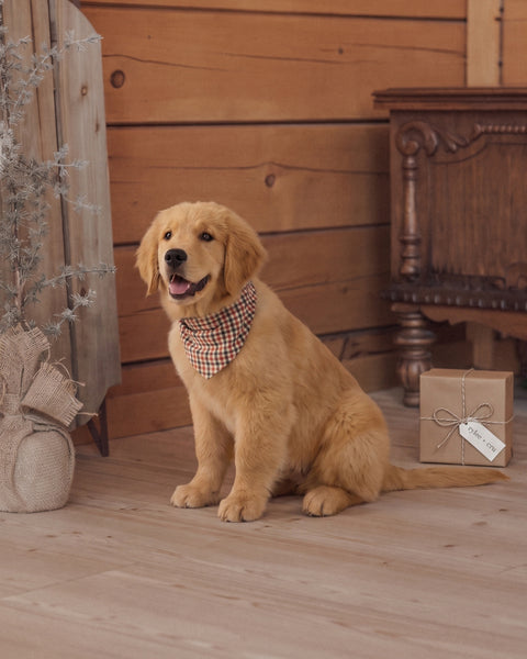 Dog Bandana Holiday Gingham